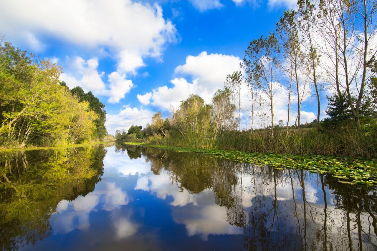 A serene view of the Acarlar Floodplain Forest, featuring calm reflective waters, lush greenery, and a bright blue sky with scattered clouds. (Adobe Stock Photo)