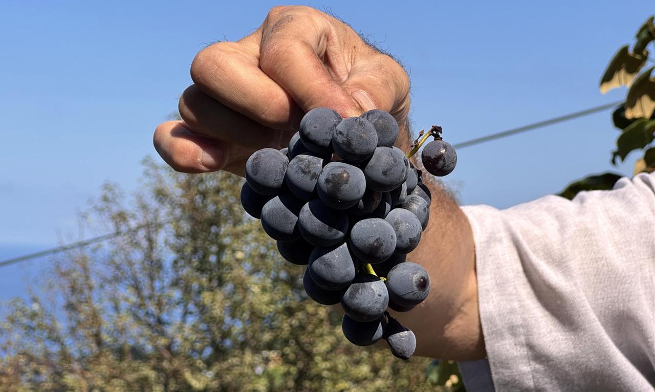 A bunch of aromatic Isabella grapes, locally known as “kokulu uzum,” used in the traditional Black Sea dessert pepecura, is harvested in Rize, Türkiye, March 7, 2026. (AA Photo)