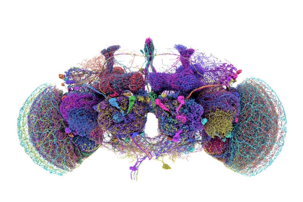 Scientists place fruit fly brain in virtual body in new digital neuroscience step