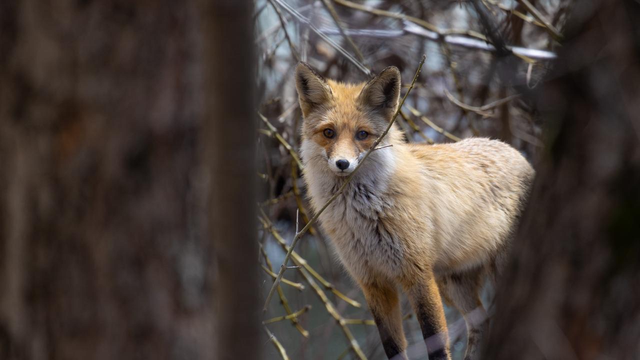 Rare footage captures wild goats and foxes in eastern Türkiye