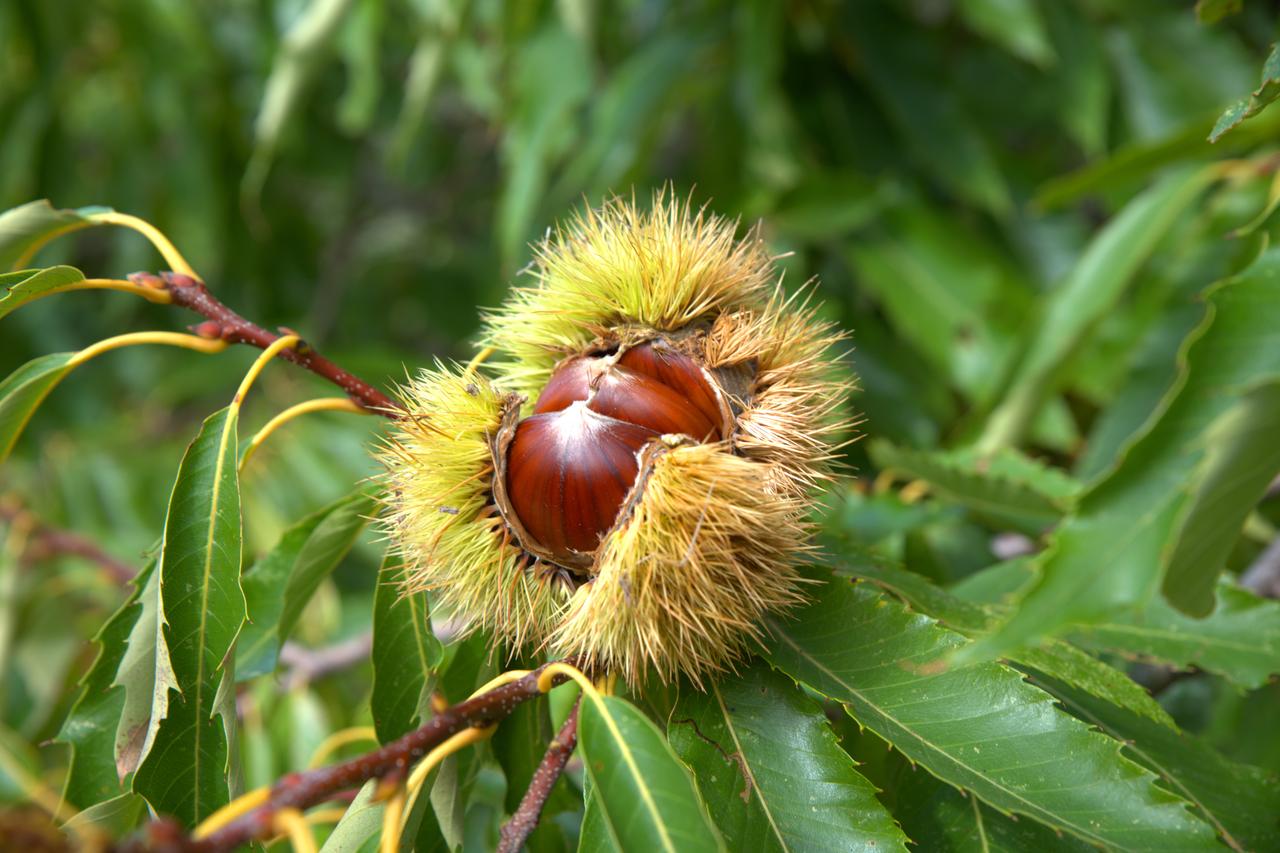 Türkiye to release 10,000 predator insects to protect chestnut trees