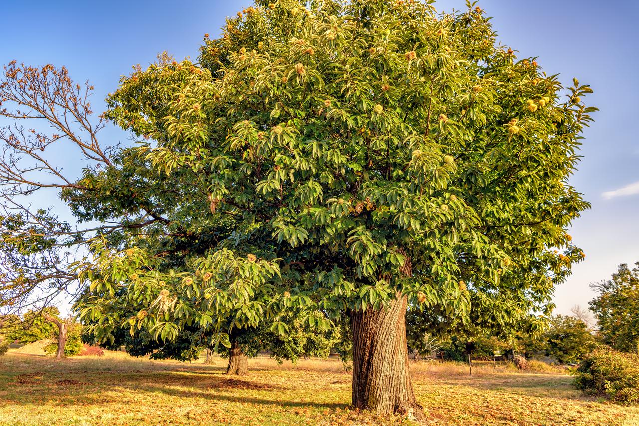 A mature chestnut tree stands in an open grove under clear skies. (Adobe Stock Photo)