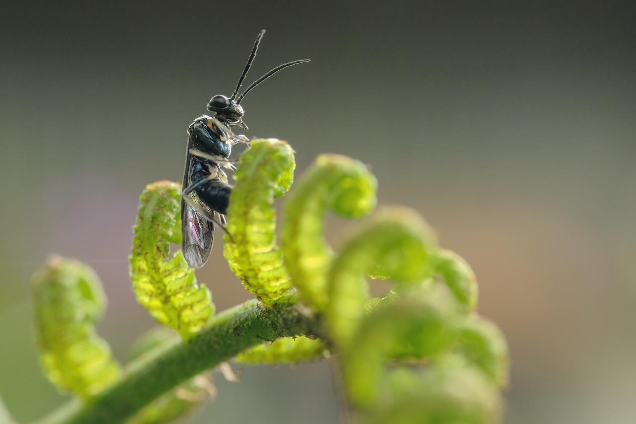 A close-up of Torymus sinensis, the insect authorities plan to use in Sinop’s fight against the chestnut gall wasp. (Adobe Stock Photo)