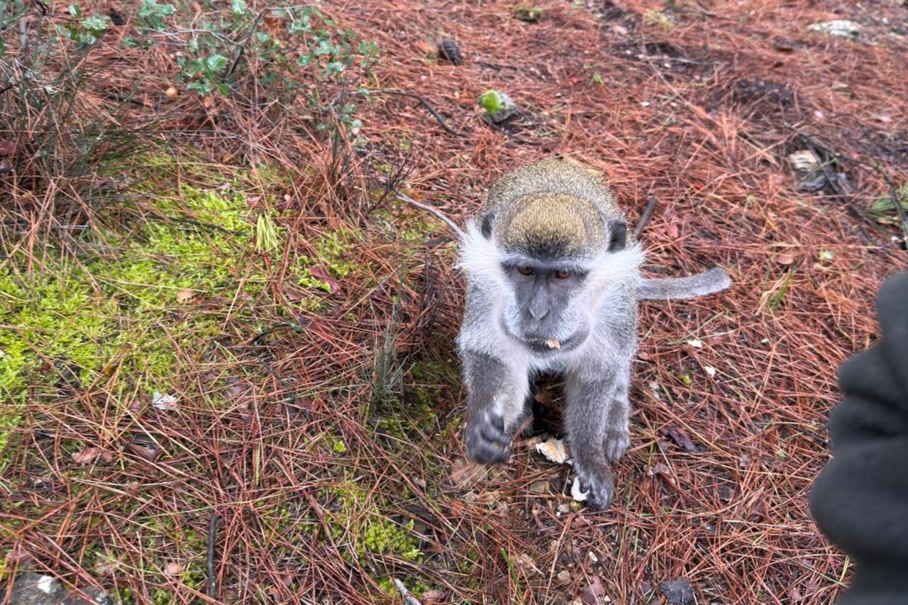 Monkey business: Turkish man befriends monkey with 'simit'