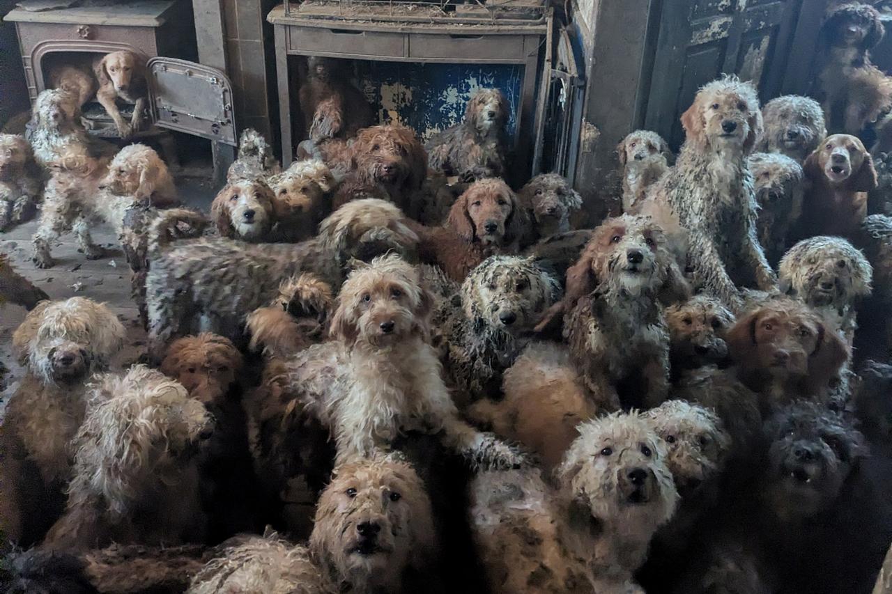 Over 250 dogs found in UK house as public mistakes image for AI