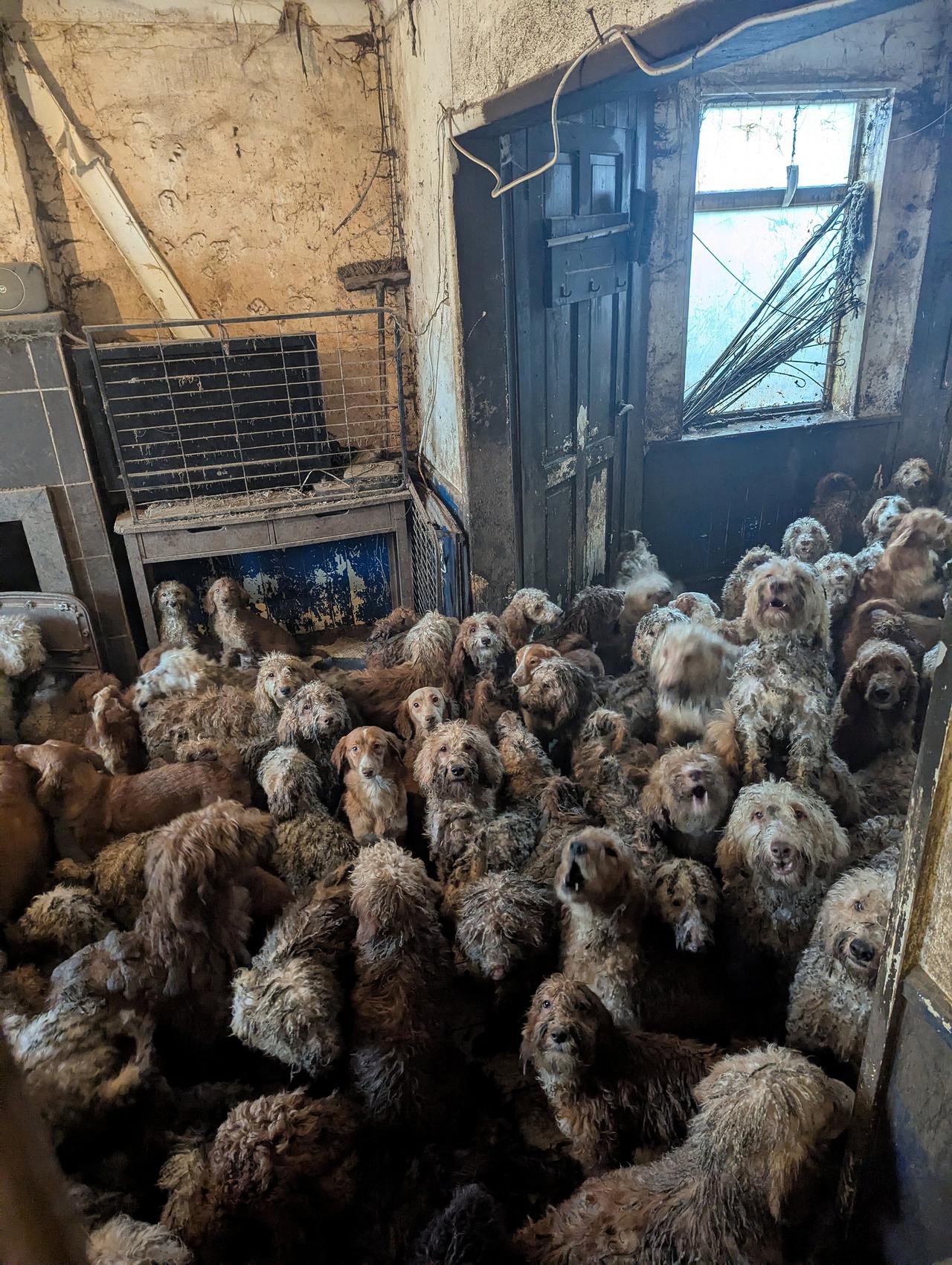 This undated handout photograph, released to AFP on April 9, 2026, by an animal welfare charity, shows more than 250 dogs rescued from a single home in the United Kingdom. The image sparked widespread disbelief and false claims that it had been generated using artificial intelligence. (AFP PHOTO/ RSPCA)