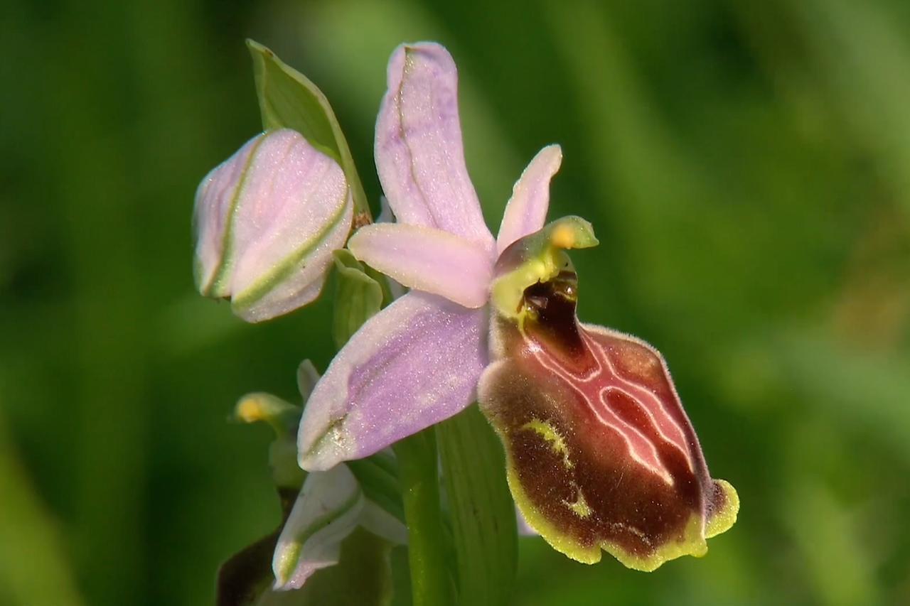Turkish scientists save critically endangered Lycian orchid from seed for first time