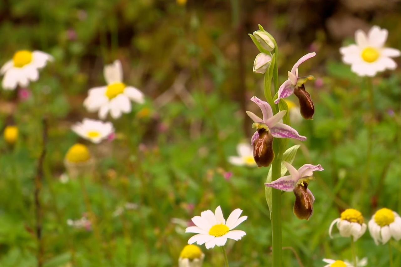 The critically endangered Lycian orchid stands tall among daisies in its natural habitat in Kas, Antalya, Türkiye, April 10, 2026. (AA Photo)