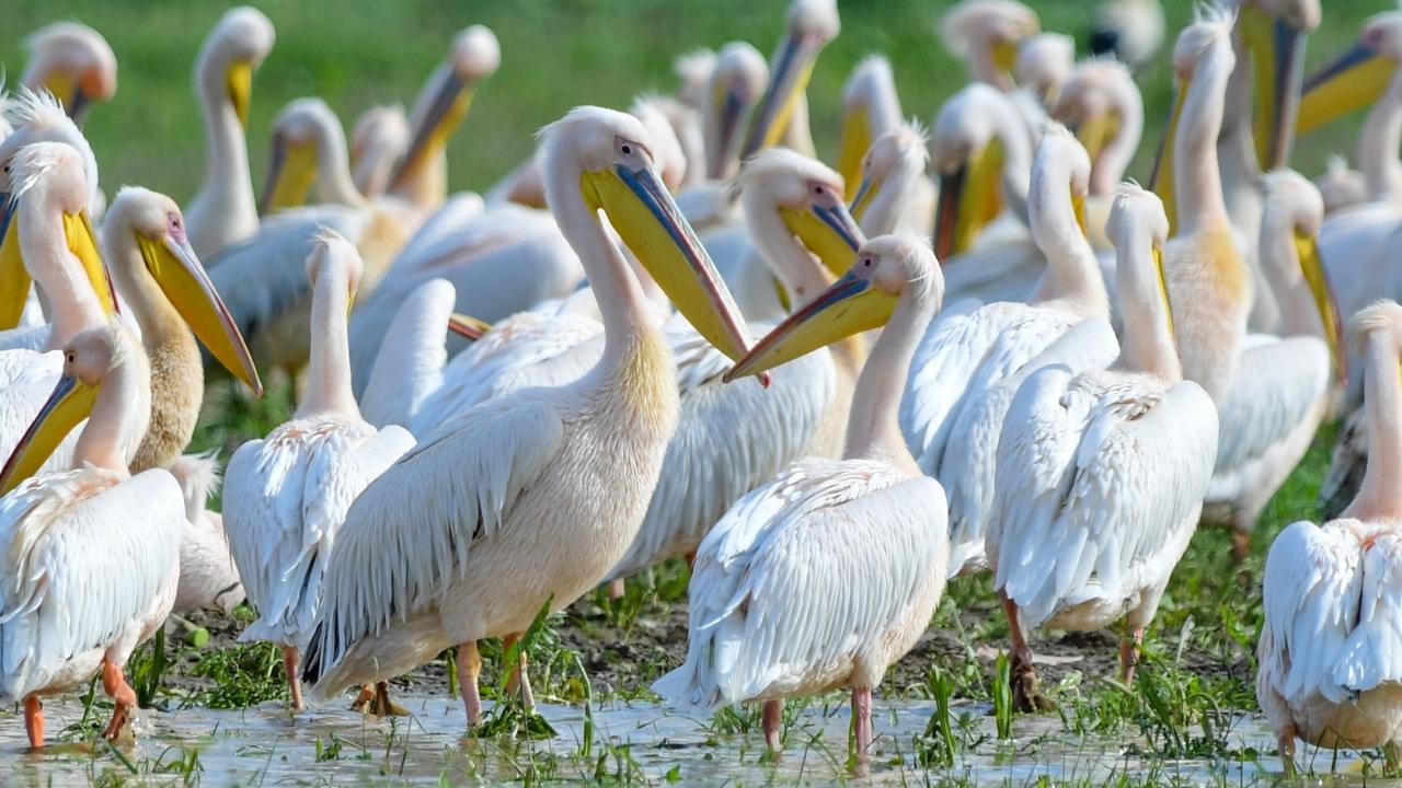 Türkiye's inland waters welcome pelicans on their long journey