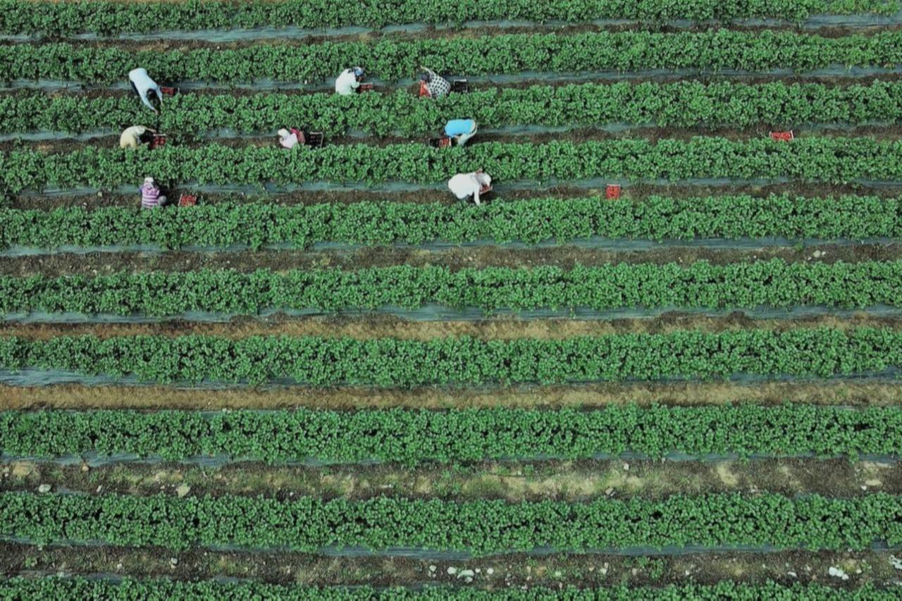 This image shows an aerial view of agricultural workers tending to crops in rows. (AA Photo)