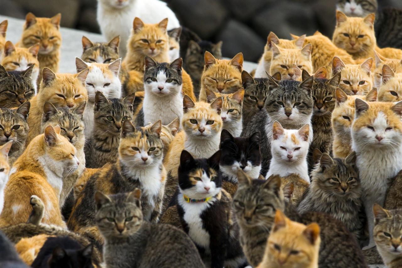 Japan's 'cat island' faces extinction as last residents age