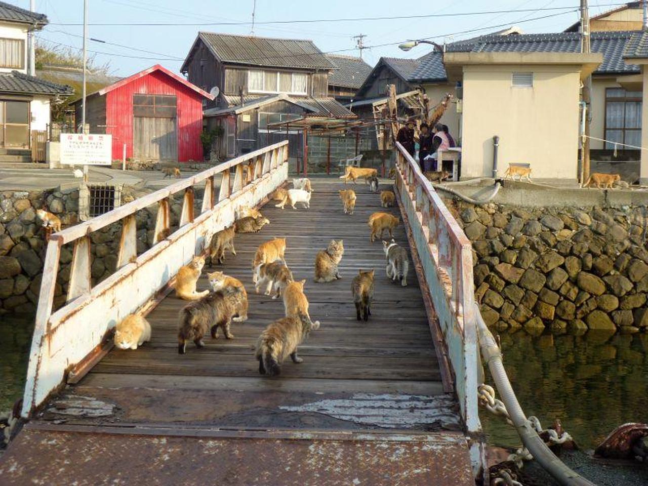 Cats walk across a bridge on Aoshima Island in Ehime prefecture, Japan, in an undated handout photo. (Photo via Kotobus Express)