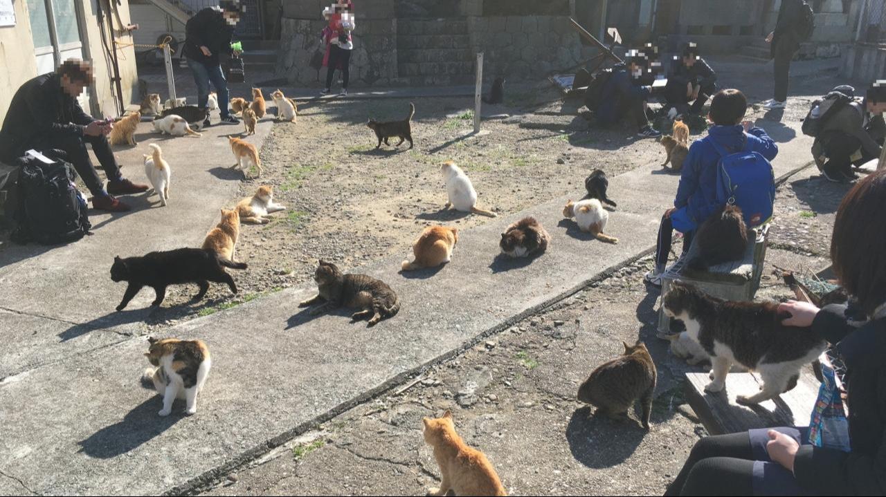 Cats and visitors gather on Aoshima Island in Ehime prefecture, Japan, March 6, 2020.