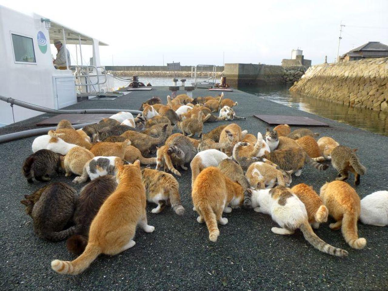 Cats gather at a harbor in Japan in an undated handout photo. (Photo via Kotobus Express)