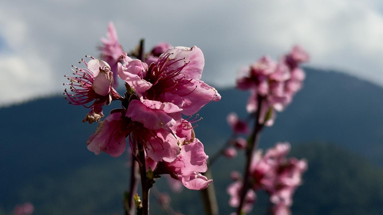 Mersin peach blossoms offer visual spectacle of seasonal rebirth in Türkiye