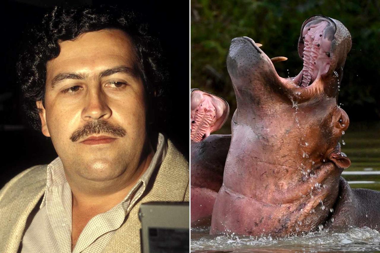 Colombia approves hippo cull as Escobar-linked animals strain ecosystems