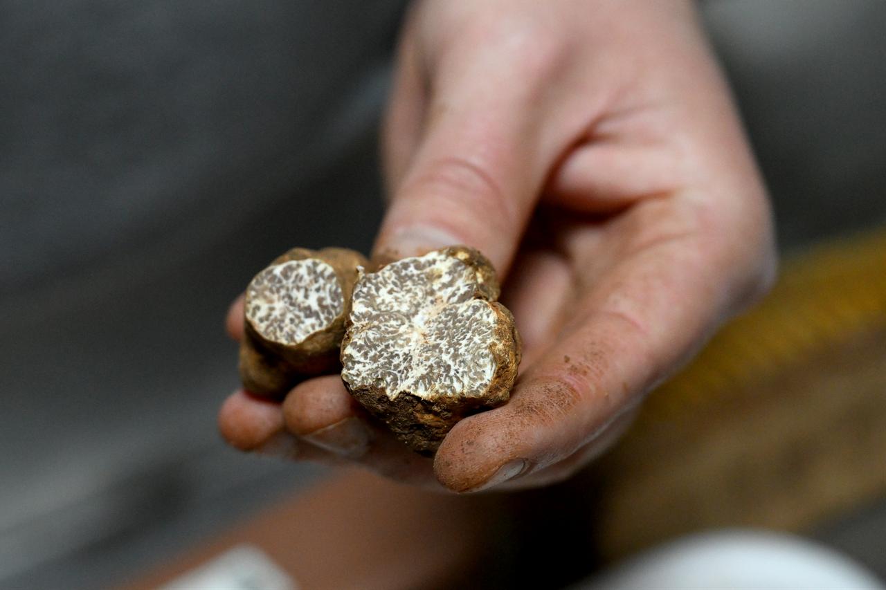 A close-up view reveals the marbled interior of a freshly cut truffle, revealing its distinctive texture and quality. (AA Photo)