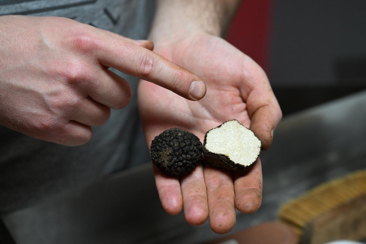 Tuncay Croatto points to a cut truffle while holding whole specimens, demonstrating differences in appearance and structure. (AA Photo)