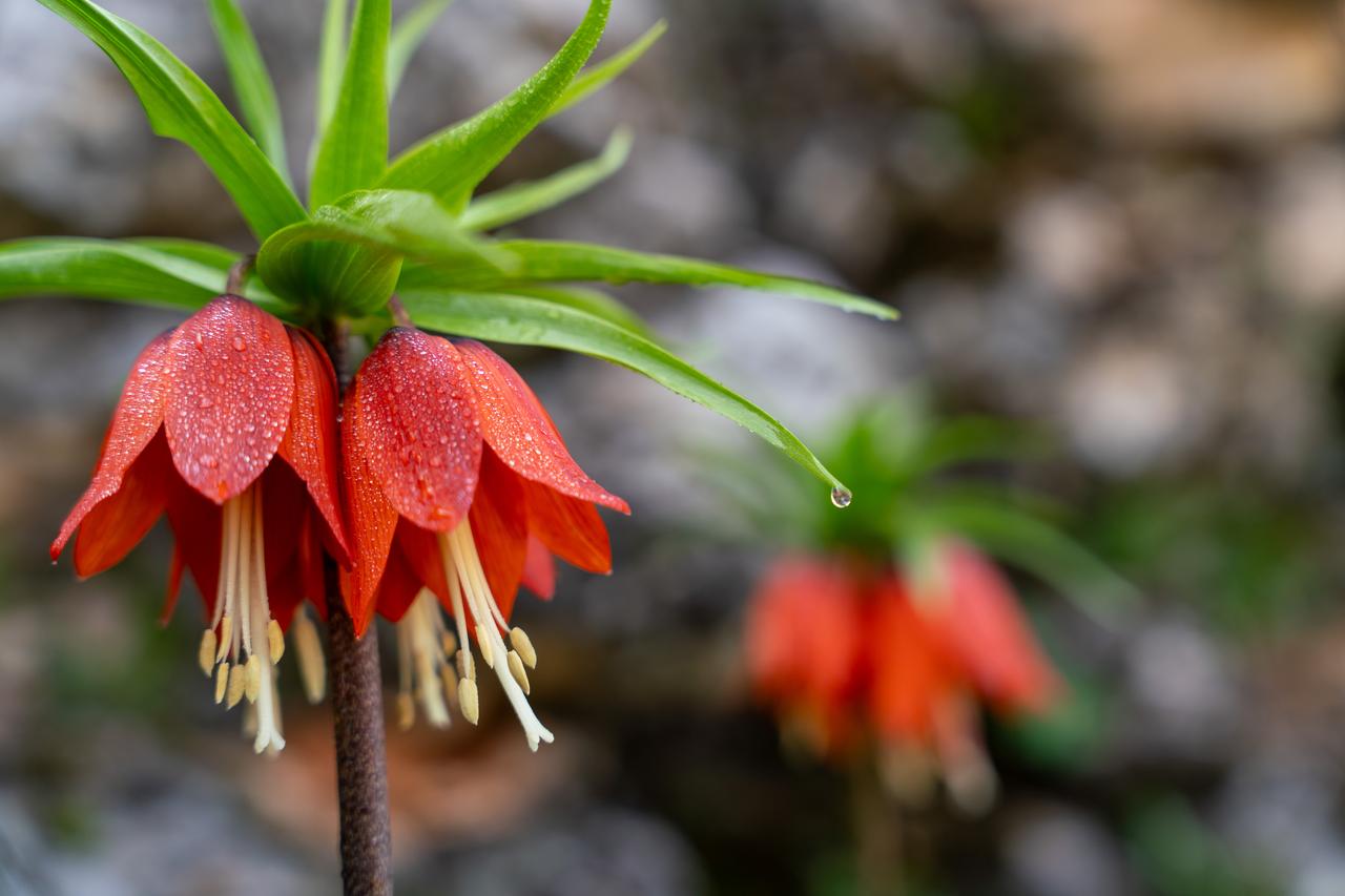 The ‘Weeping Bride’ blooms, but touching it could cost you ₺700,000