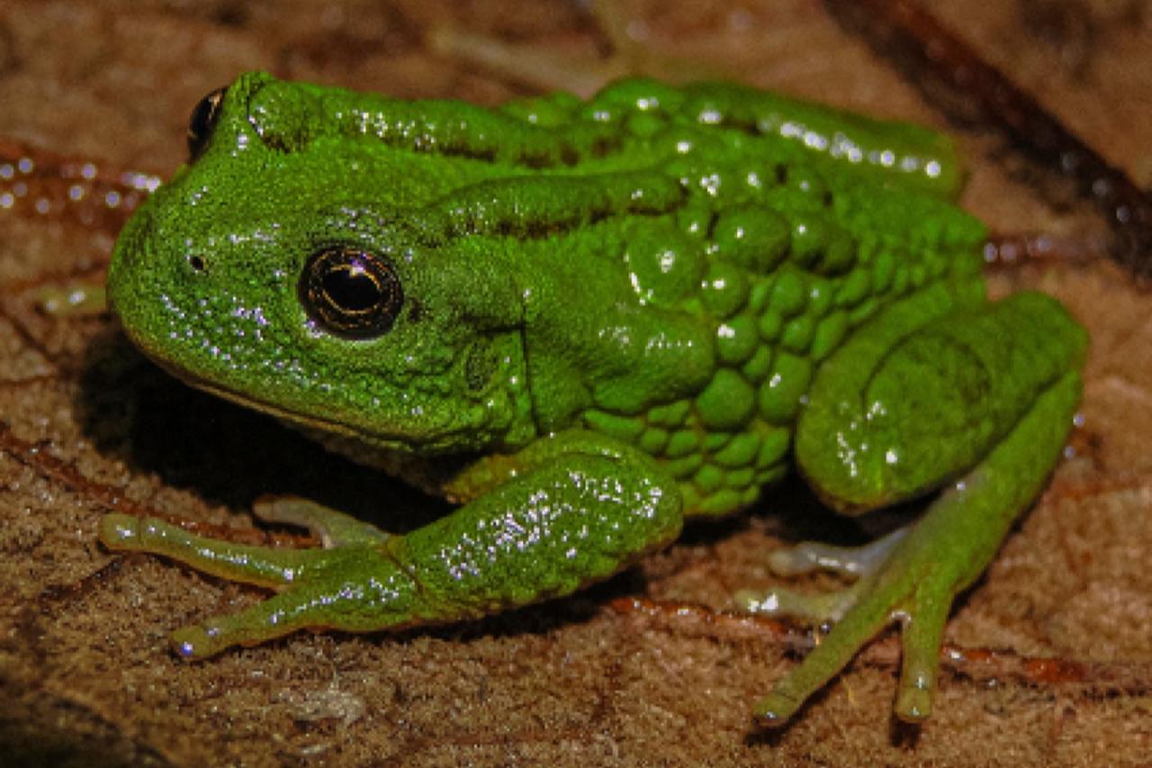 News species of frog carrying eggs on its back discovered in Peru