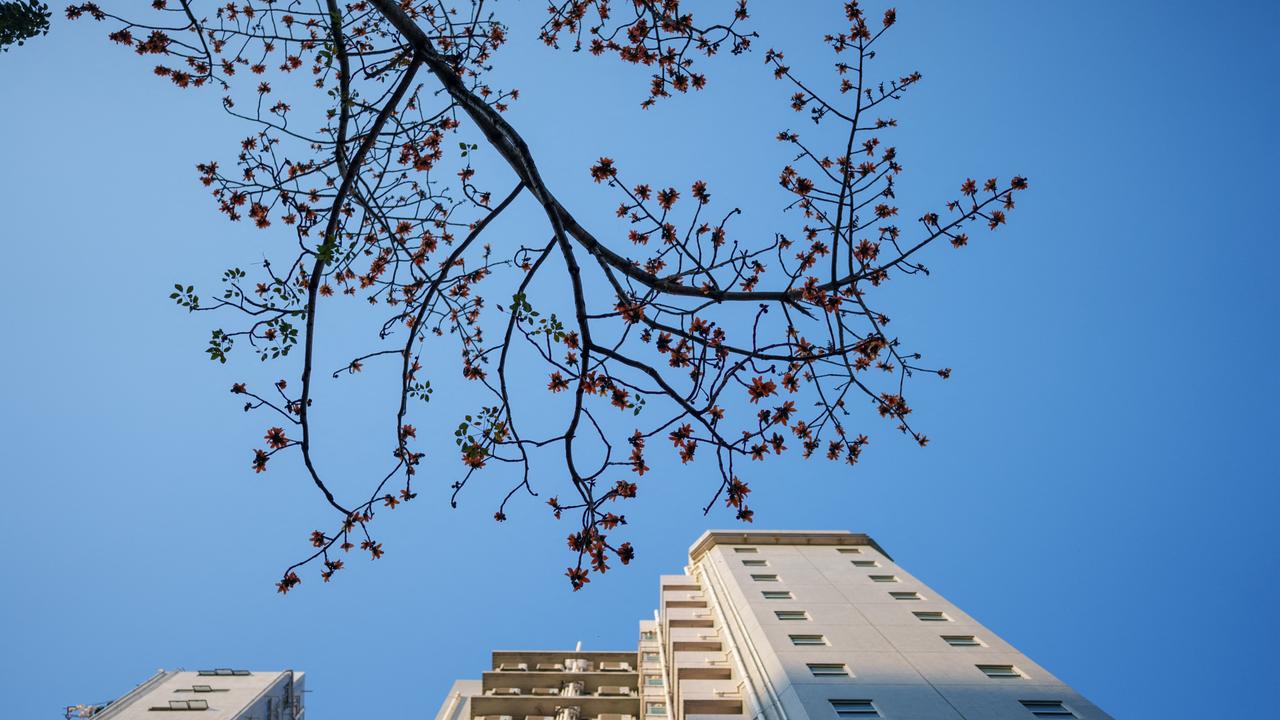 Hong Kong's 'Hero Trees' Lose Their Seasonal Rhythm as Climate Warms