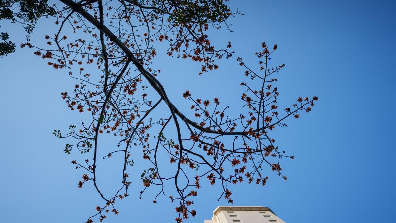 Hong Kong’s ‘Hero Trees’ lose seasonal rhythm as climate warms