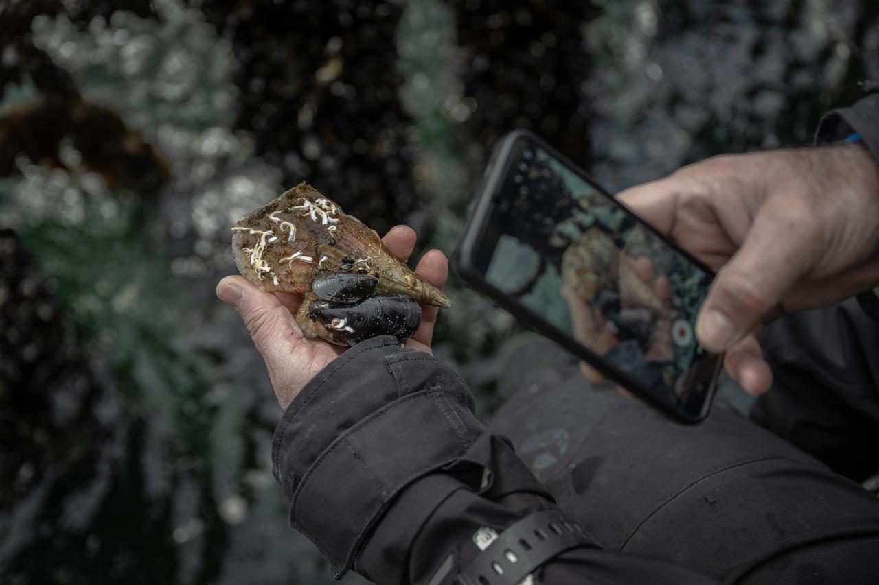 Mussels flex muscles: Glimpse of survival in Türkiye's Marmara Sea