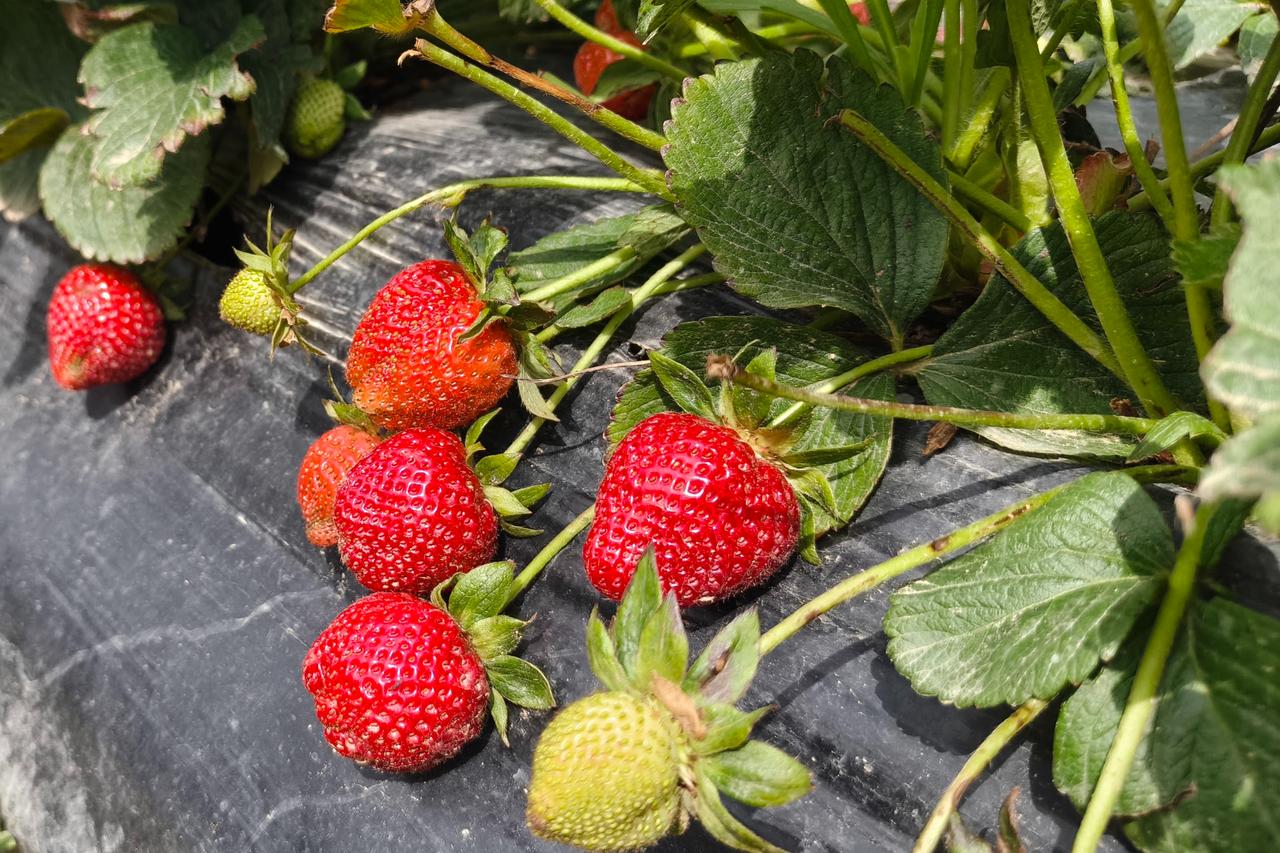 Turkish Silifke strawberry harvest fuels major export drive toward global markets