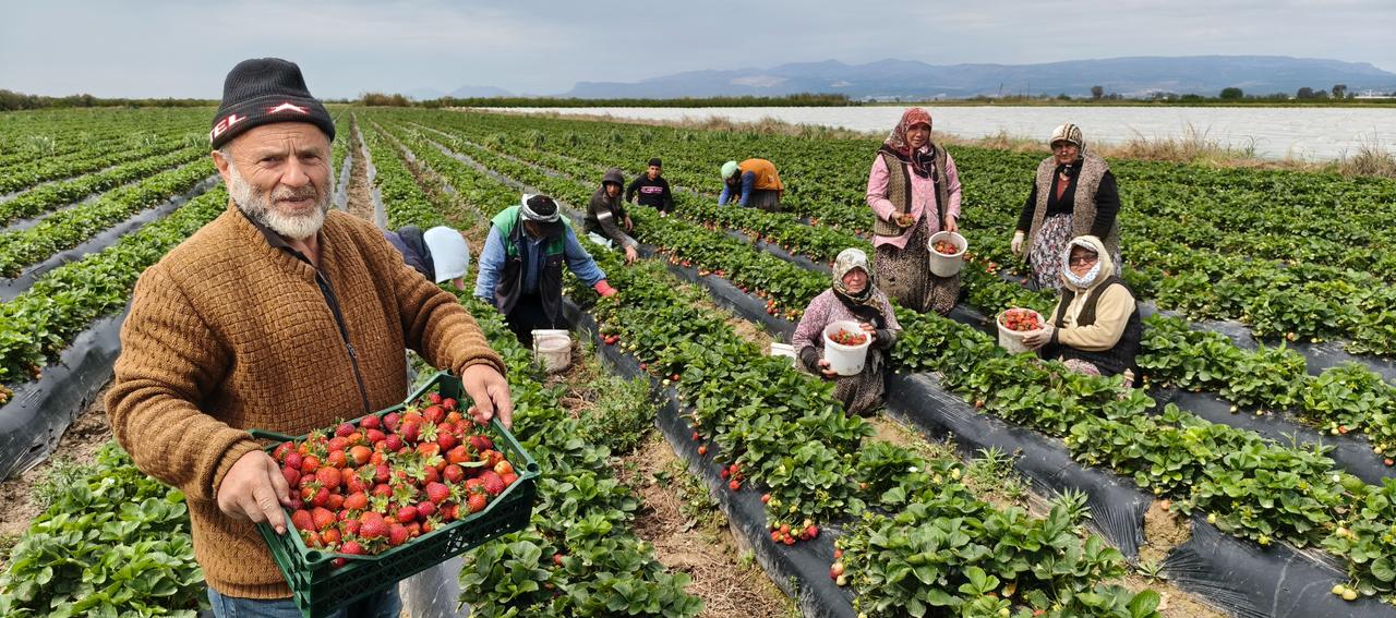 A local farmer presents a crate of premium strawberries as the regional harvest shifts into gear to meet international demand in Mersin, Türkiye, April 20, 2026. (IHA Photo)