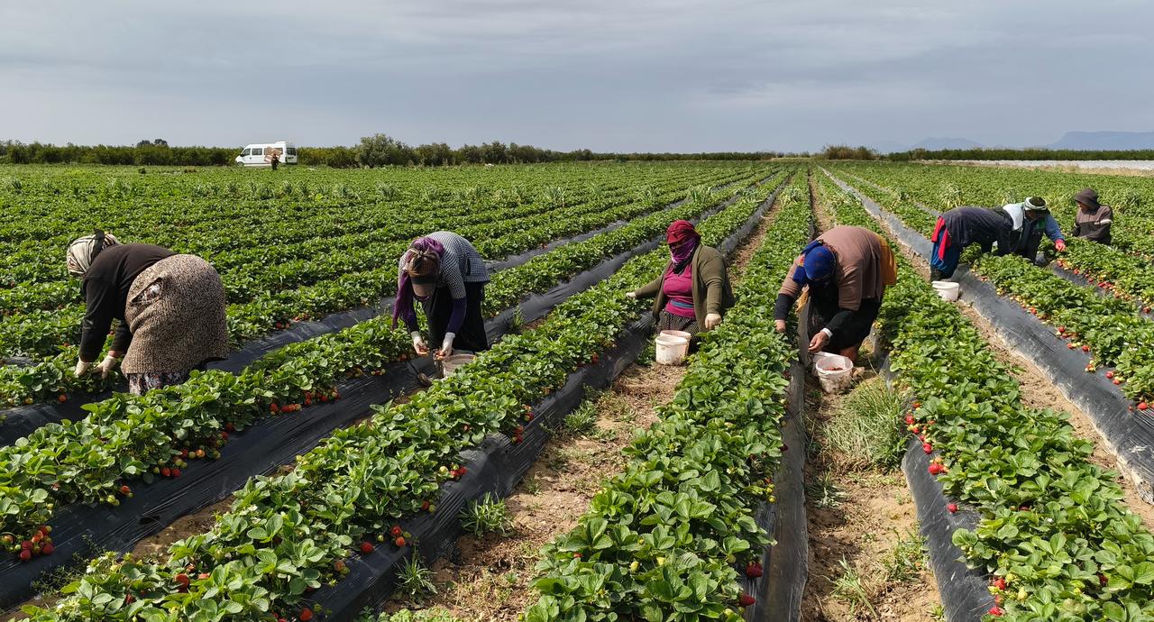 Workers labor across expansive strawberry fields in Mersin, Türkiye, April 20, 2026. (IHA Photo)