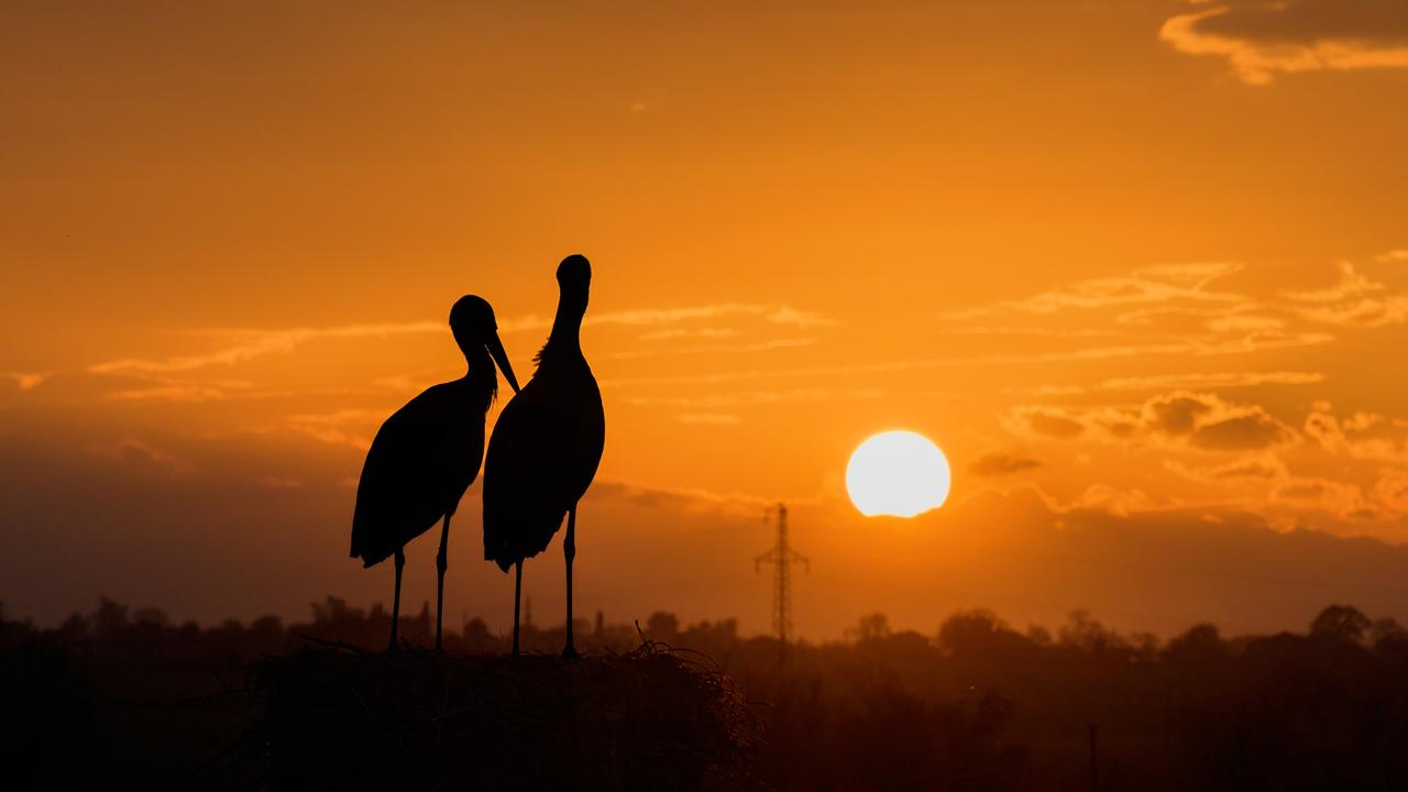 Wings over the delta: Spring migration brings hundreds of species to Türkiye's Kizilirmak