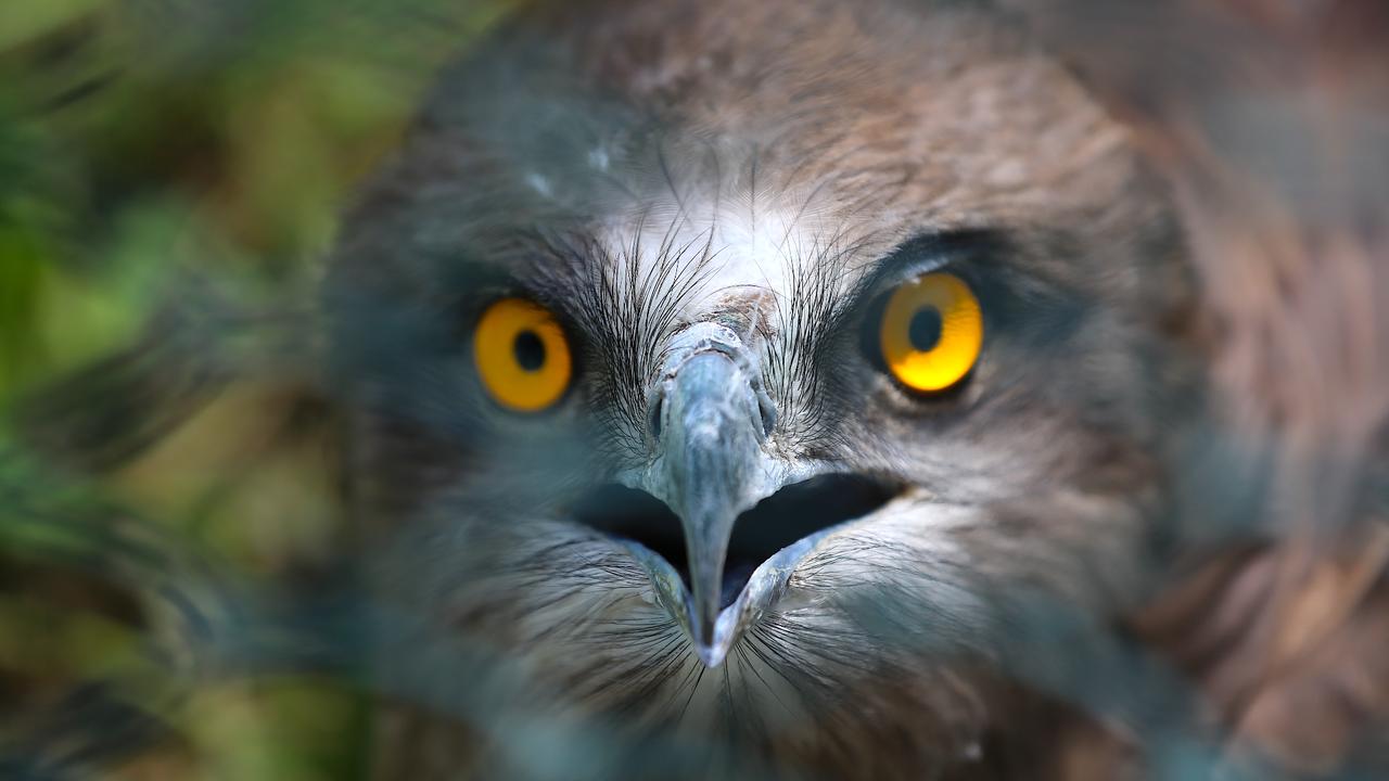 Southern Türkiye helps injured migratory birds recover and return to wild
