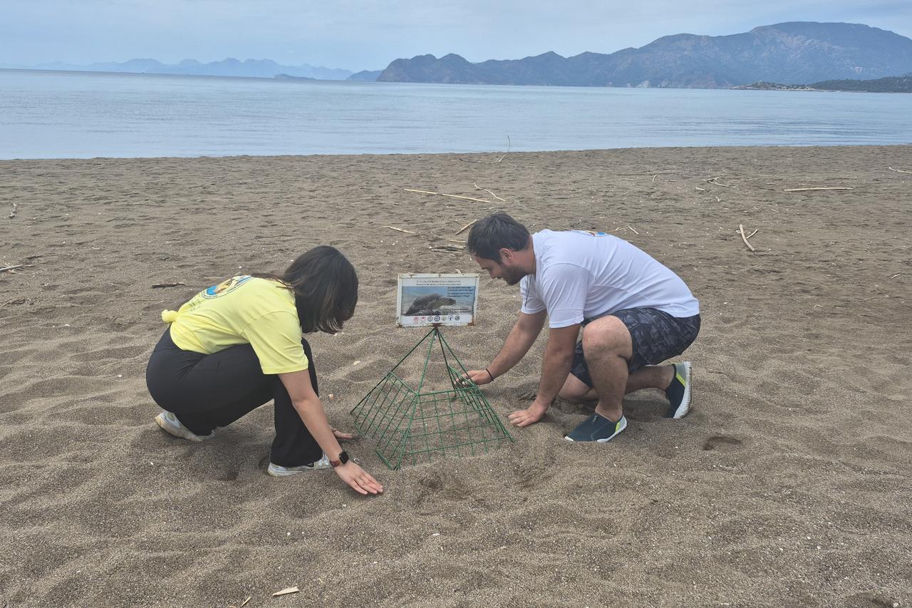 Iztuzu beach gears up for loggerhead sea turtle nesting season