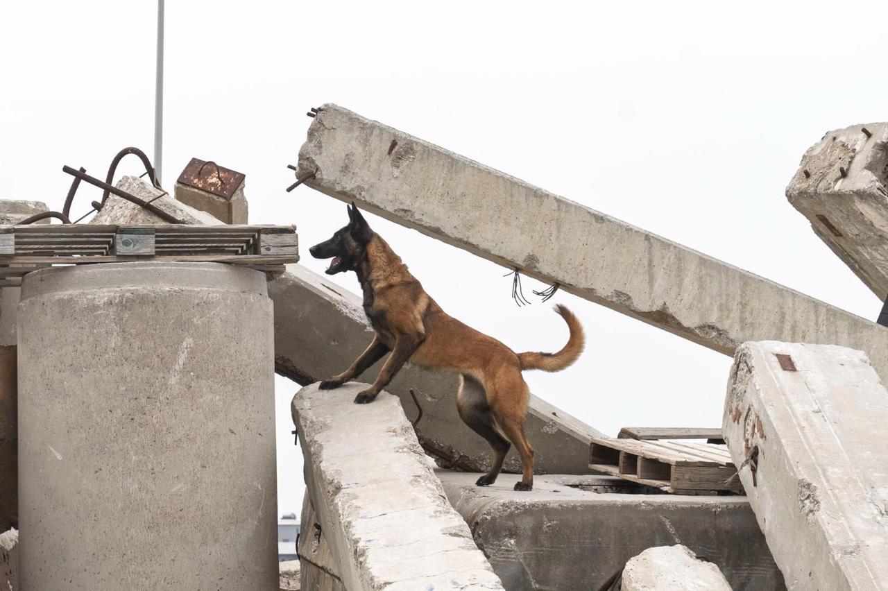 Search and rescue dog Momo navigates collapsed concrete structures during training exercise, Izmir, Türkiye, April 27, 2026. (AA Photo)