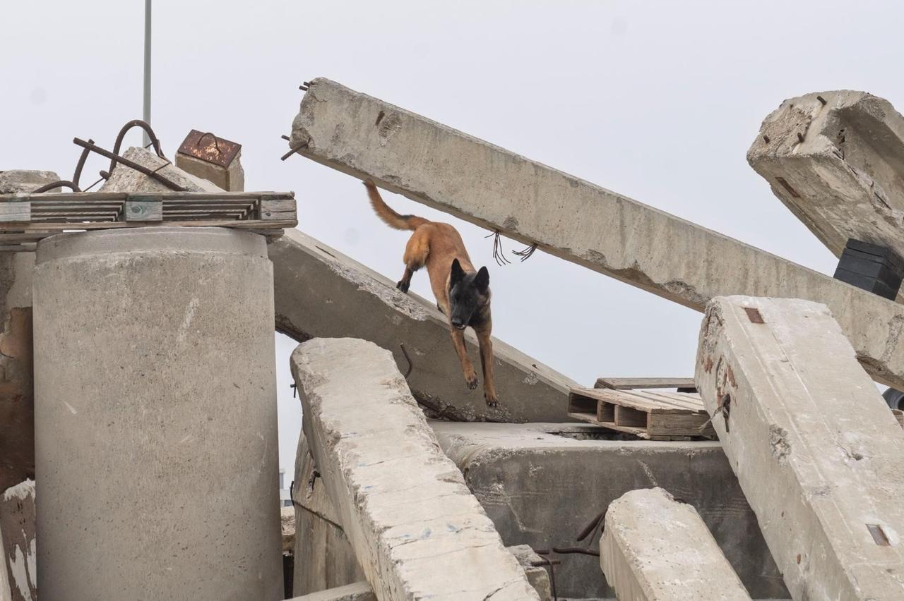 Search and rescue dog Momo climbs down the rubble during disaster response training drill, Izmir, Türkiye, April 27, 2026. (AA Photo)