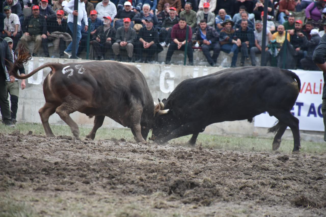 Over 10,000 people attend Türkiye's traditional bull-wrestling festival in Artvin