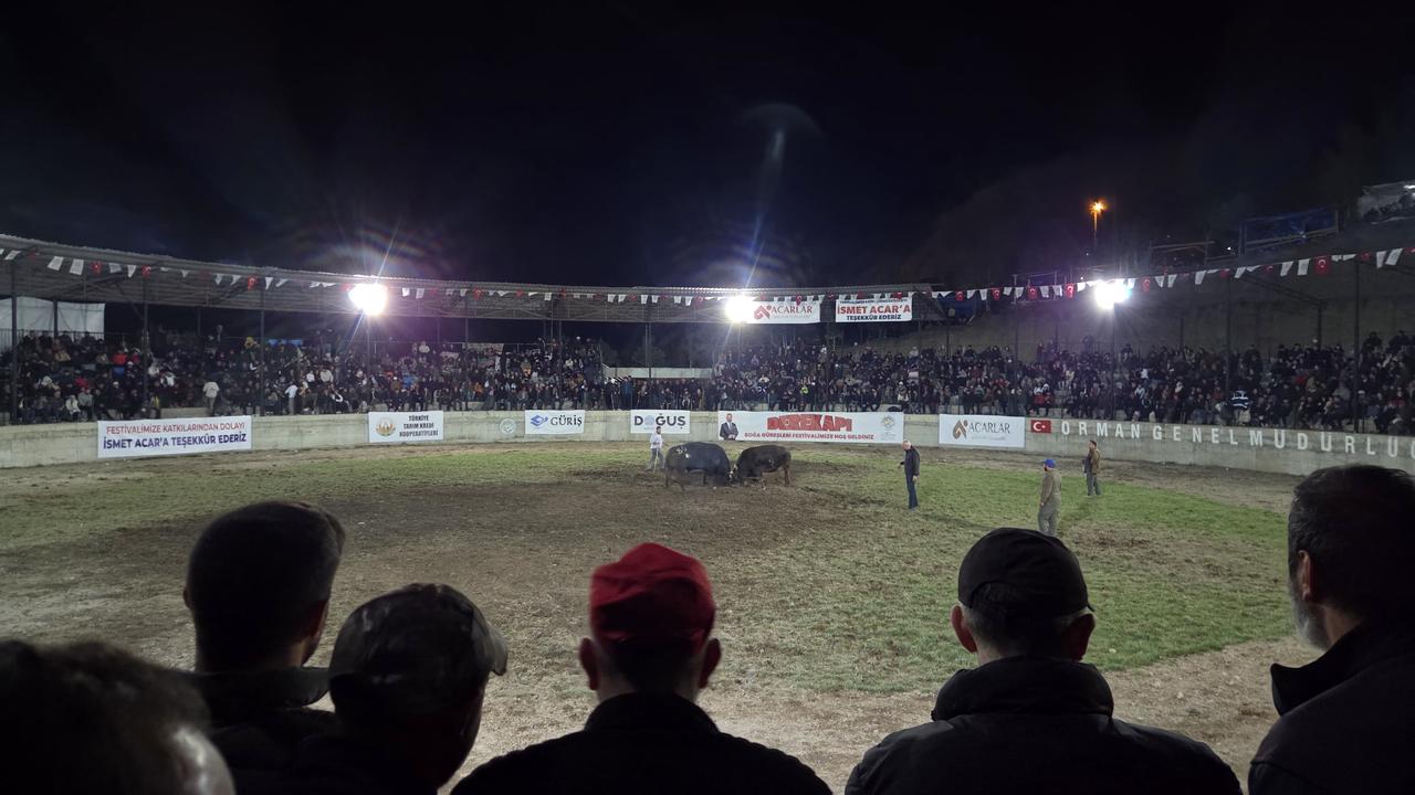 Spectators watch bulls compete at the Orman Park Bullfighting Arena during the Yusufeli Traditional Derekapi Bullfighting Festival in Yusufeli district of Artvin, Türkiye, April 26, 2026. (AA Photo)