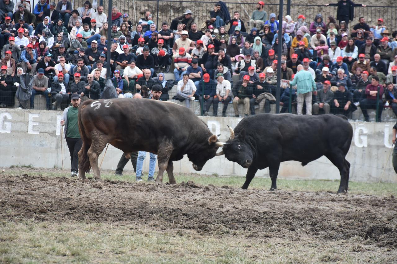 Bulls lock horns during the Yusufeli Traditional Derekapi Bullfighting Festival in Yusufeli district of Artvin, Türkiye, April 26, 2026. (AA Photo)