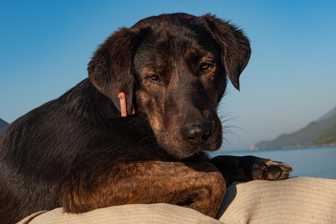 A stray dog with a red ear tag indicating it has been neutered, lying on someone's legs, Istanbul, Türkiye, accessed on April 7, 2026. (Adobe Stock Photo)