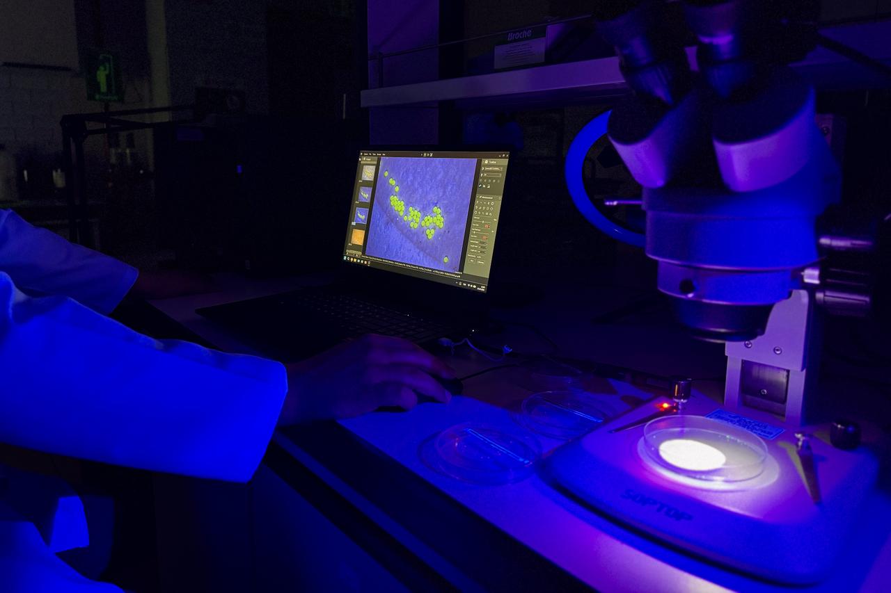 Microplastics may cut aquaculture output by up to 18%, study finds