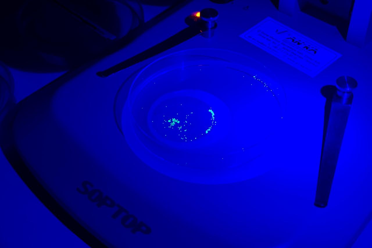 Fluorescent microplastics become visible under ultraviolet light in a laboratory analysis setup. (AA Photo)
