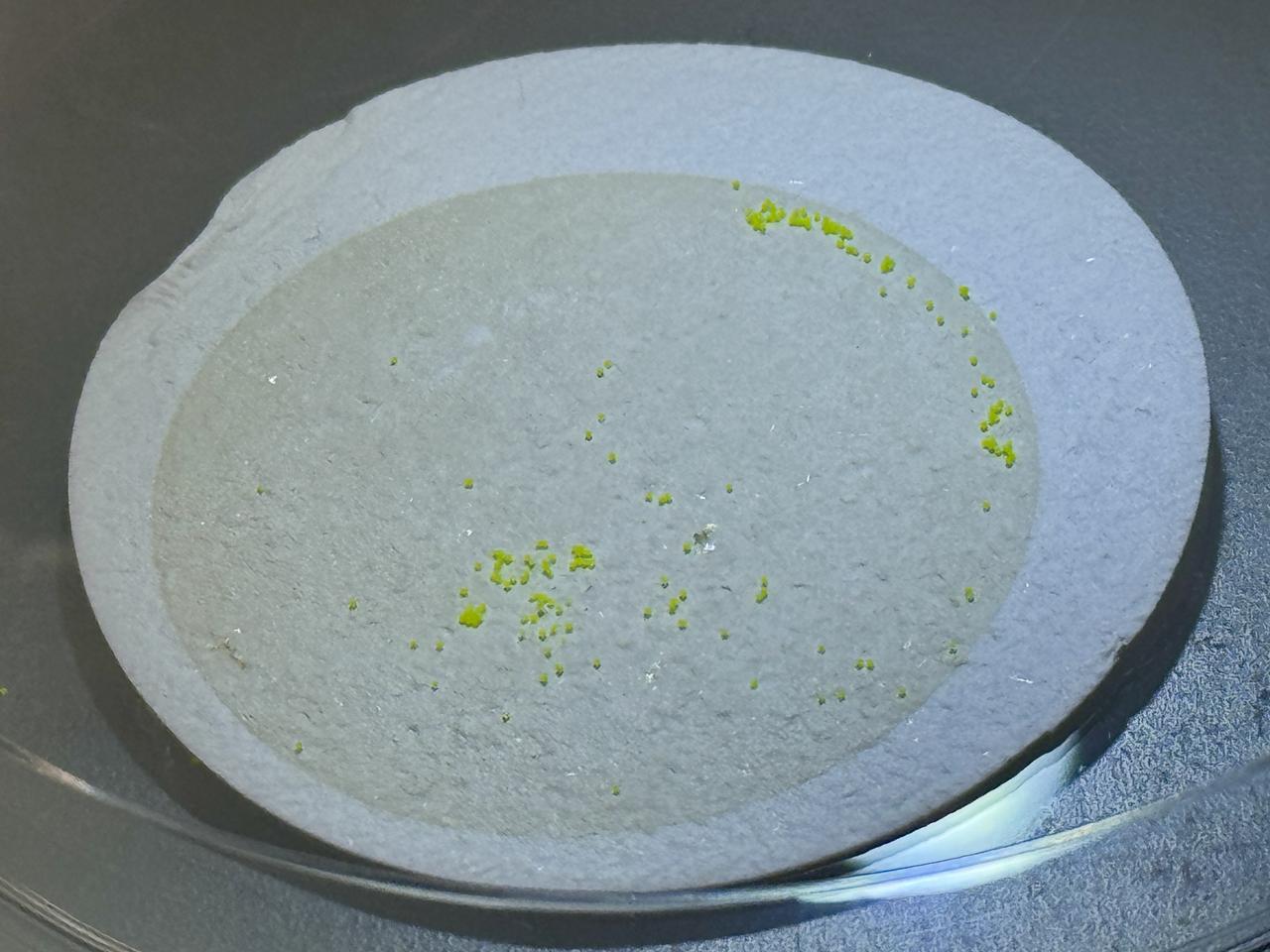 Microplastic particles are observed on a laboratory filter during controlled testing. (AA Photo)