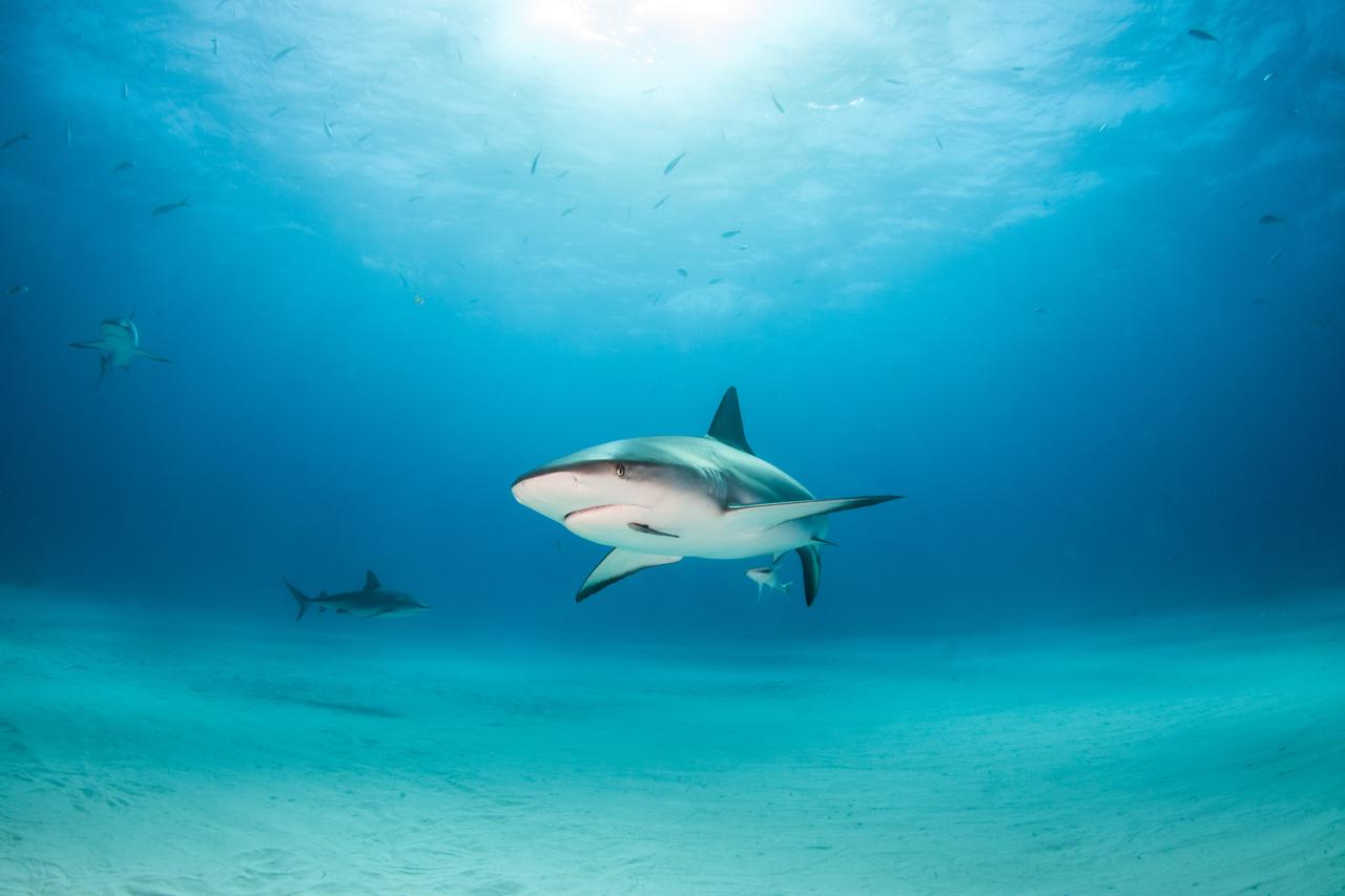 Sharks in Bahamas test positive for cocaine, caffeine and painkillers
