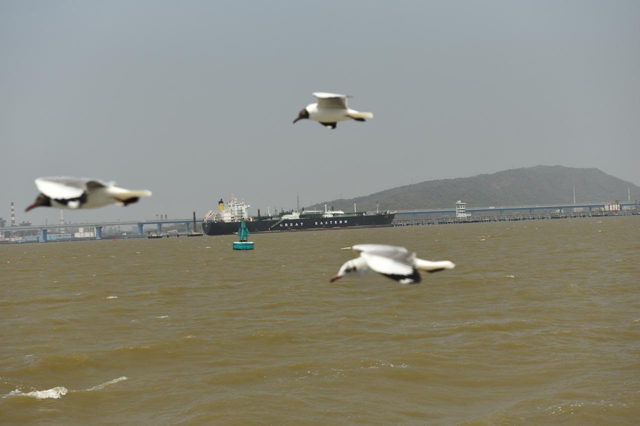 Turkish-owned ship 'Ocean Thunder' passes Strait of Hormuz, 12 vessels still waiting