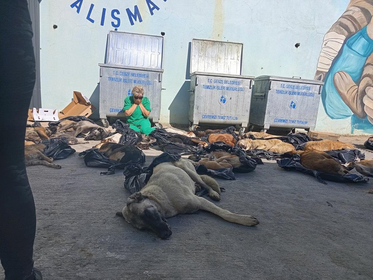 Dead stray animals, cats and dogs in Gebze animal shelter of Türkiye on October 11, 2024. (Photo via X)