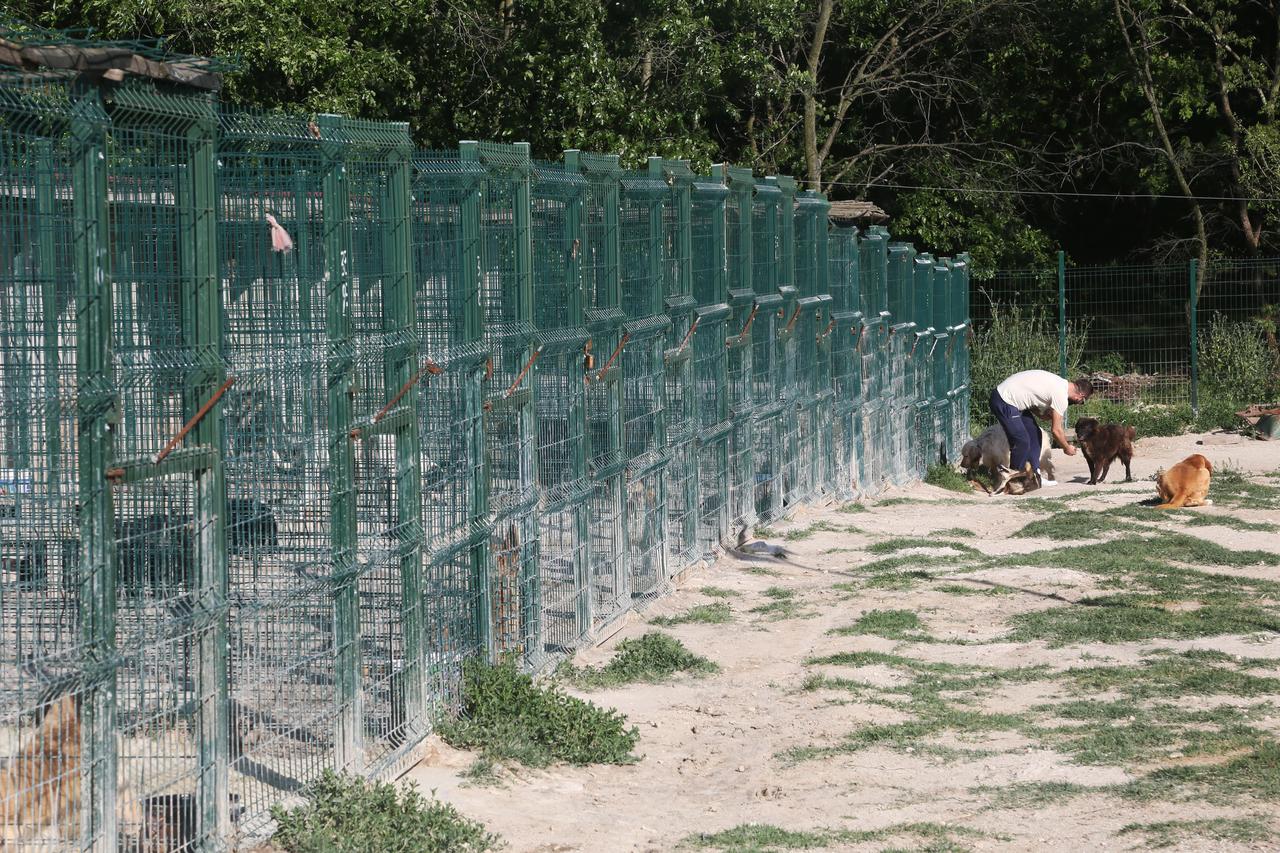 Long row of green metal dog enclosures in an outdoor facility, Istanbul, Türkiye, accessed on April 7, 2026. (Adobe Stock Photo)
