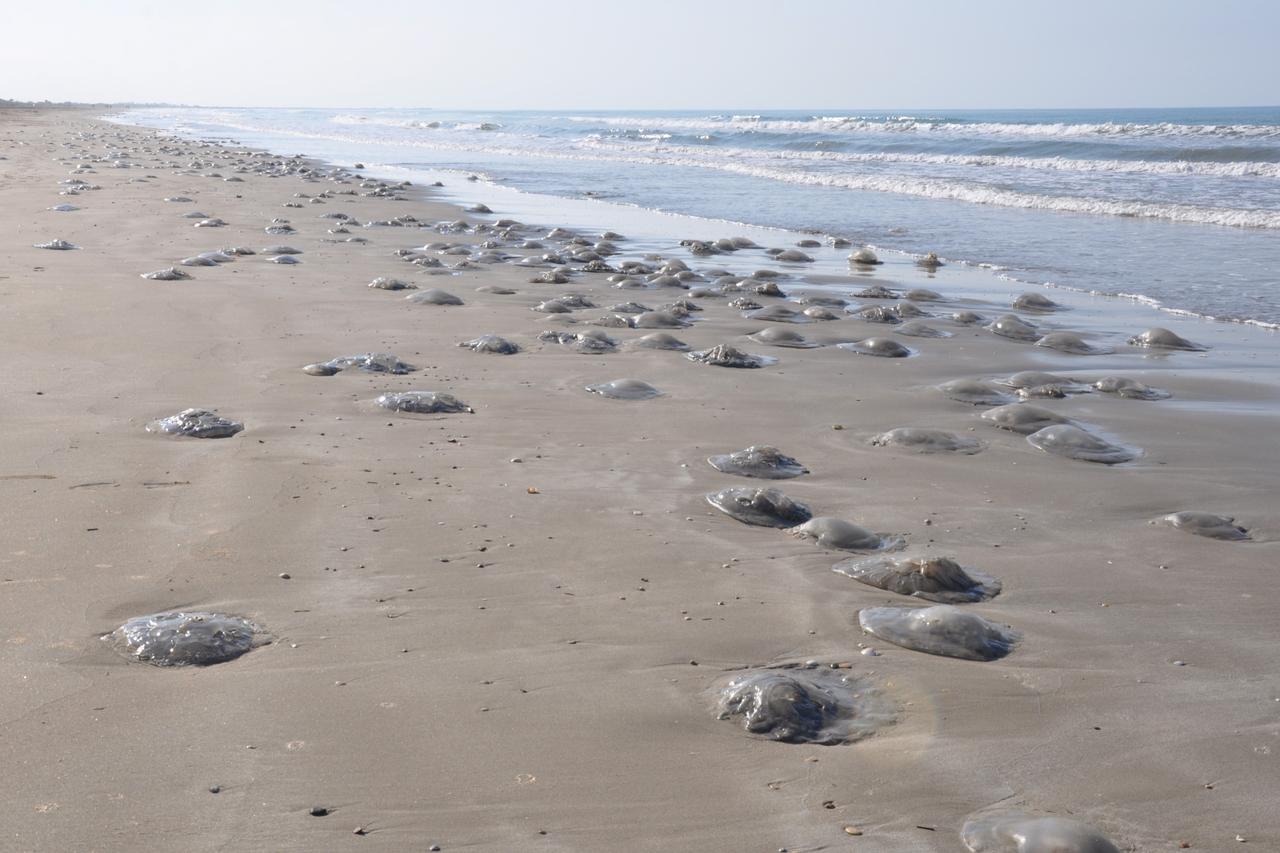 Hundreds of dead jellyfish wash up on Mersin's Silifke beaches
