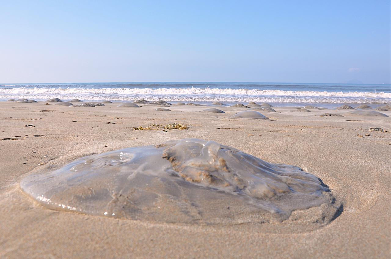 A close-up photo showing migratory jellyfish (Rhopilema nomadica) along the shores of Silifke, Mersin, Türkiye, April 8, 2026. (AA Photo)