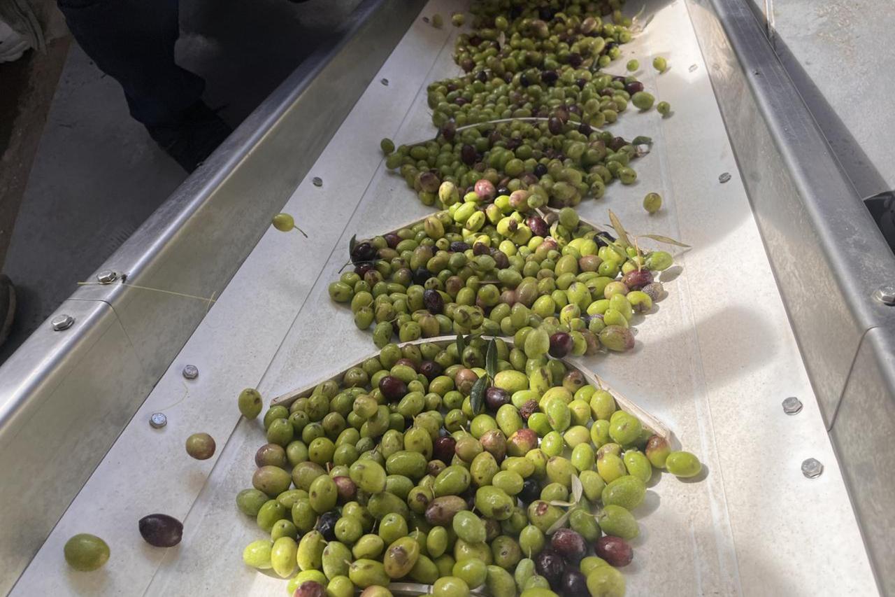 Olive oil becomes liquid gold in Türkiye after prices surge 60%