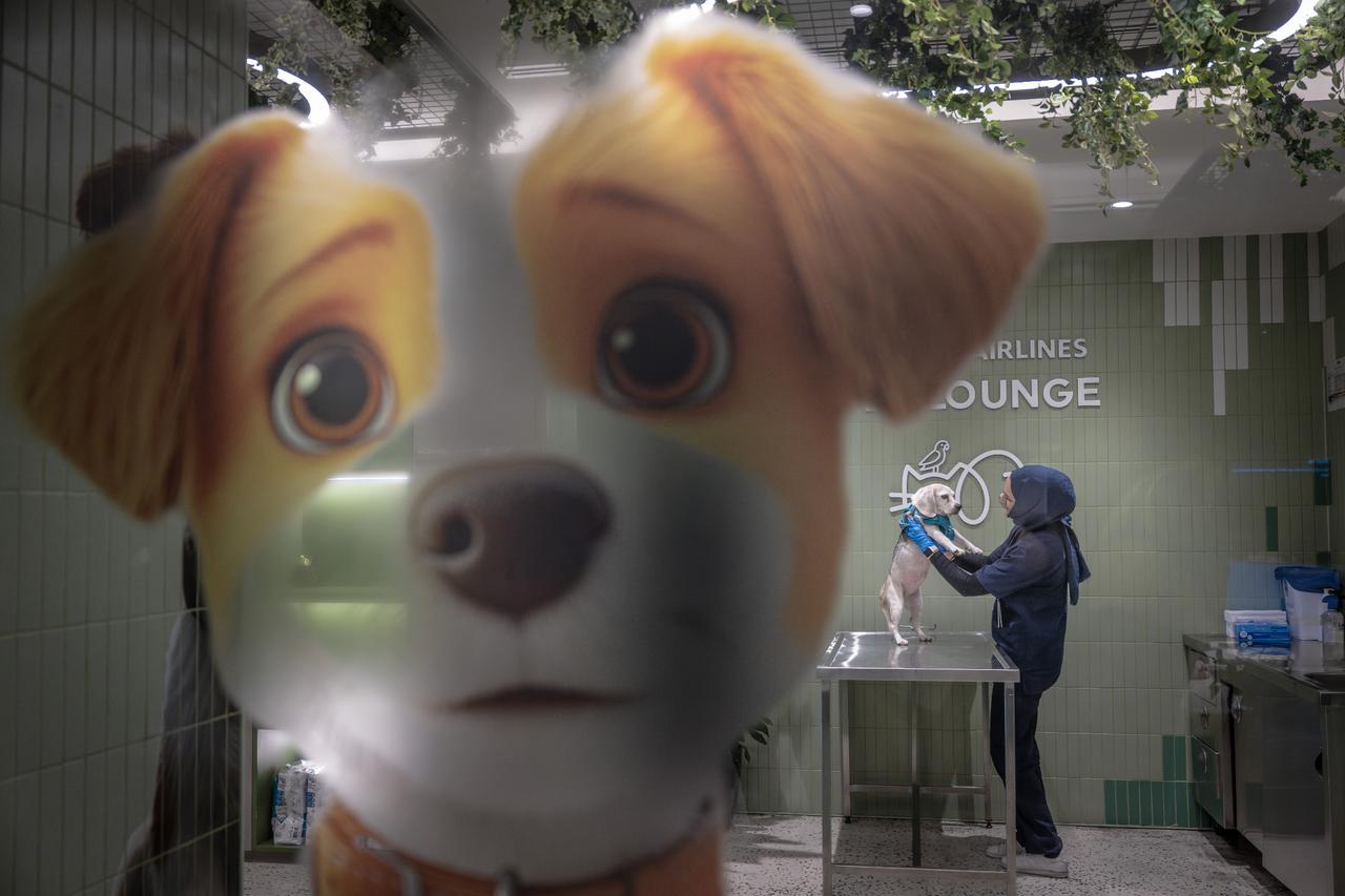 Inside Turkish Airlines’ new pet lounge for cargo hold animals at Istanbul Airport